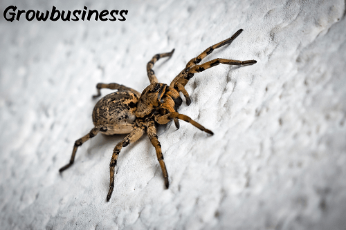 The Very Busy Spider