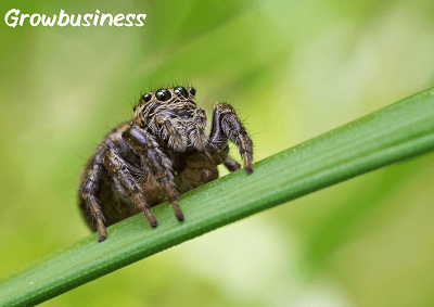 The Very Busy Spider