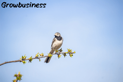 Small Business Wealth Strategies