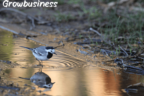 Small Business Wealth Strategies